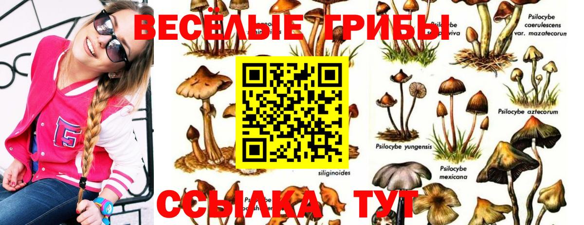 Галлюциногенные грибы Psilocybe Малгобек